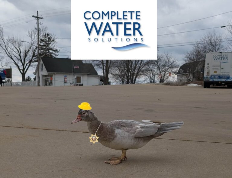 duck
